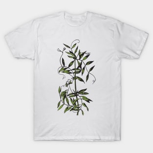 Lentil Plant T-Shirt